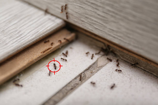 Best Cockroach Control Services  in White Oak, PA
