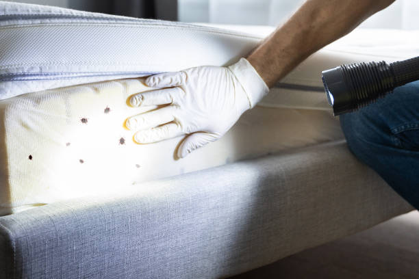 Best Emergency Pest Control  in White Oak, PA